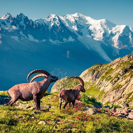 公寓 Le Cristal - Grands Montets 11 - Happy 霞慕尼