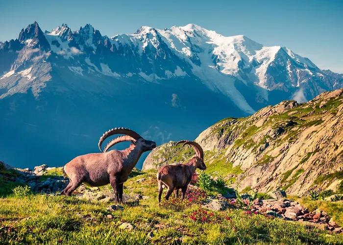 公寓 Le Cristal - Grands Montets 11 - Happy 霞慕尼